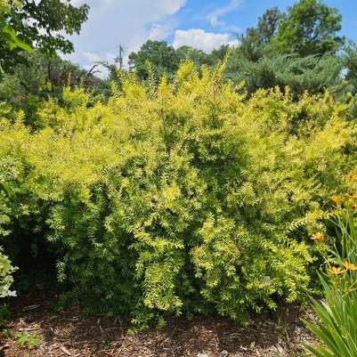 Spiraea thunbergii ''Ogon'' - Ogon Spirea from Taylor's Nursery