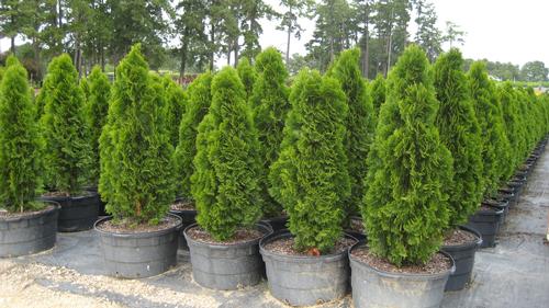 Thuja occidentalis 'Emerald' (Emerald Arborvitae)