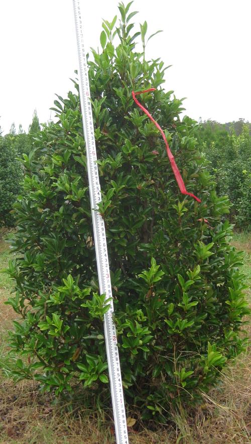 Viburnum awabuki 'Chindo' (Chindo Viburnum)