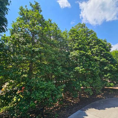 Ilex opaca ''Satyr Hill'' - Satyr Hill American Holly from Taylor's Nursery