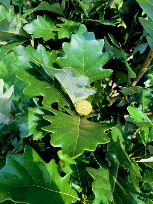 Quercus x 'Kindred Spirit®' - Kindred Spirit® Oak from Taylor's Nursery