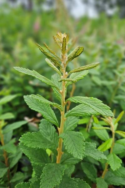 Spiraea tomentosa - Steeplebush from Taylor's Nursery