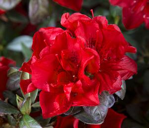 Azalea Encore® Autumn Fire®