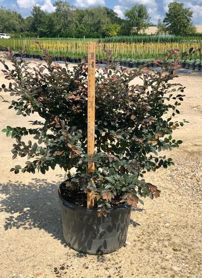 Loropetalum chinense 'Fire Dance'