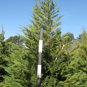 Callitropsis x leylandii 