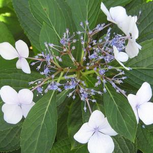 Hydrangea macrophylla Blue Wave