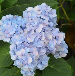 Hydrangea macrophylla Nikko Blue