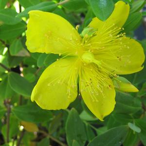 Hypericum Hidcote