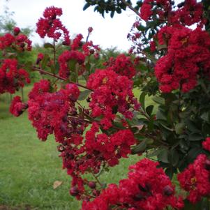 Lagerstroemia Dynamite