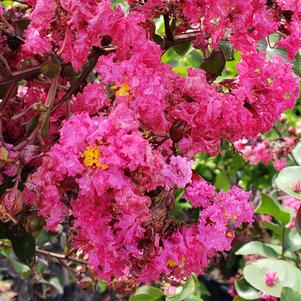 Lagerstroemia Pink Velour