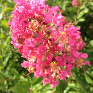 Lagerstroemia Miami