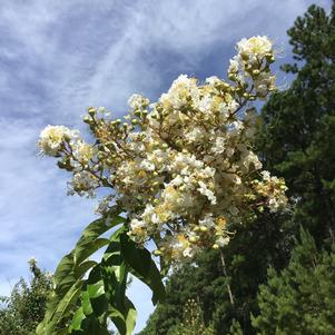 Lagerstroemia Natchez