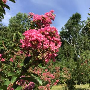 Lagerstroemia Sioux