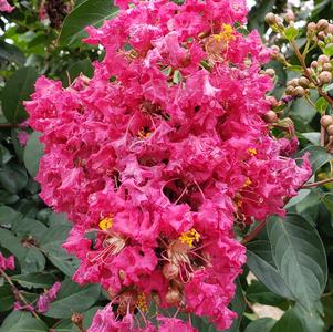 Lagerstroemia Tonto