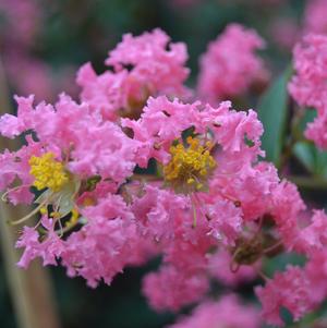 Lagerstroemia Tuscarora