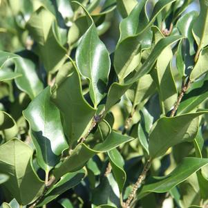 Ligustrum japonicum Recurvifolium