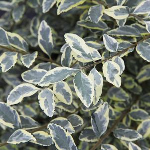 Ligustrum sinense Variegatum