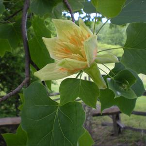 Liriodendron tulipifera 