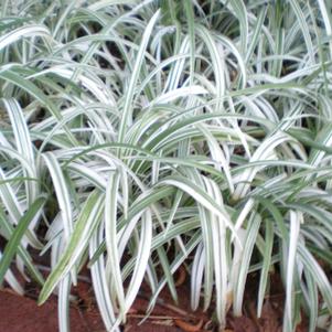 Liriope spicata Silver Dragon