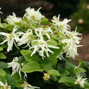 Loropetalum chinense 'Emerald Snow®'