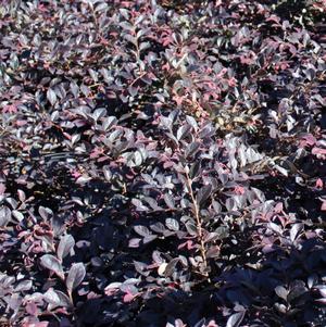 Loropetalum chinense 'Ruby'