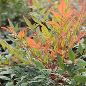 Nandina domestica 'Gulf Stream'