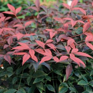 Nandina domestica Flirt™