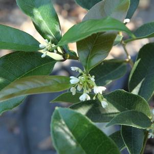 Osmanthus fragrans 