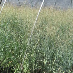 Panicum virgatum Heavy Metal