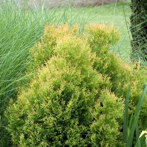 Thuja occidentalis Rheingold