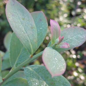 Vaccinium ashei Climax