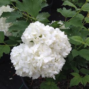 Viburnum opulus Sterile