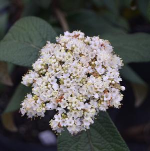 Viburnum x rhytidophylloides 'Alleghany'