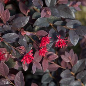 Loropetalum chinense 'Red Diamond™'