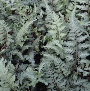 Athyrium niponicum var. pictum 