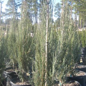 Juniperus scopulorum Blue Arrow