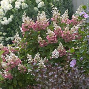 Hydrangea paniculata Pinky Winky®