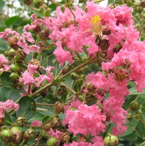 Lagerstroemia Hopi
