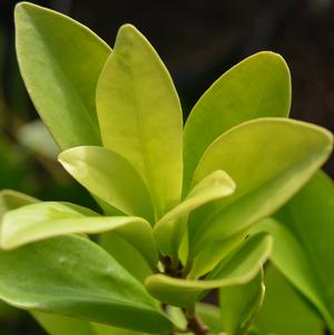 Illicium parviflorum 'Forest Green'