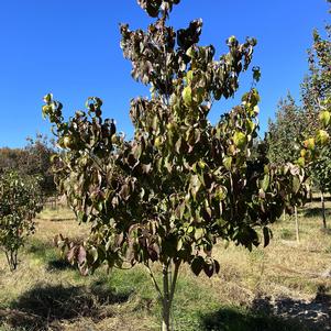 Cornus florida 