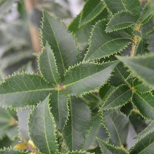 Osmanthus x 'Carl Wheeler'