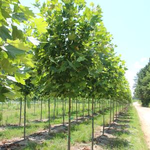 Platanus x acerifolia Exclamation™