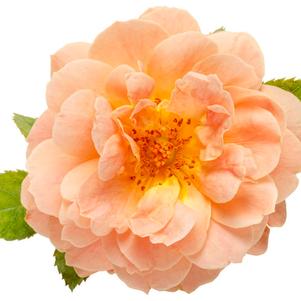 Rosa At Last®