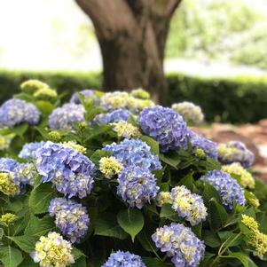 Hydrangea macrophylla 'Nantucket Blue™'