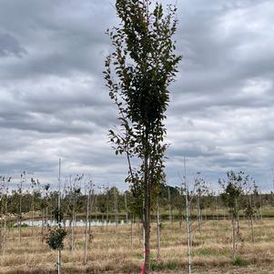 Zelkova serrata Musashino