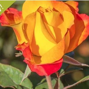 Rosa Sunset Horizon