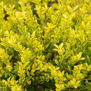 Ilex crenata Adorned