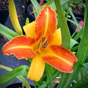 Hemerocallis Frans Hals