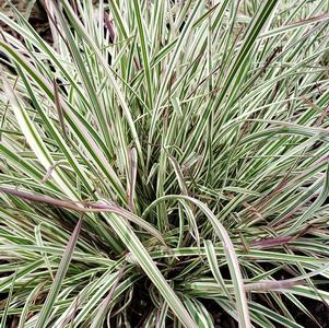 Schizachyrium scoparium Chameleon