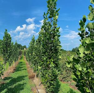 Liriodendron tulipifera Arnold